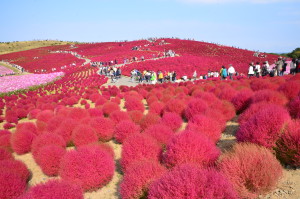 コキア紅葉