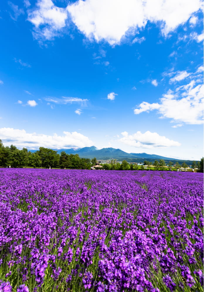 富良野・美瑛・層雲峡 イメージ