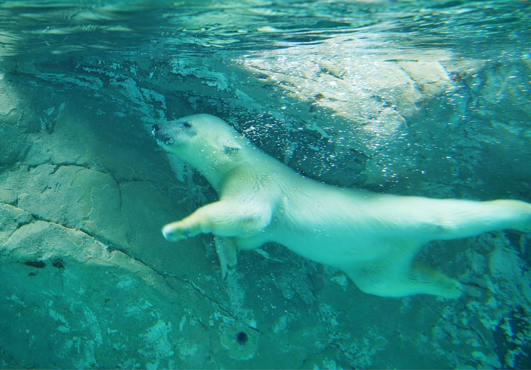 旭山動物園イメージ