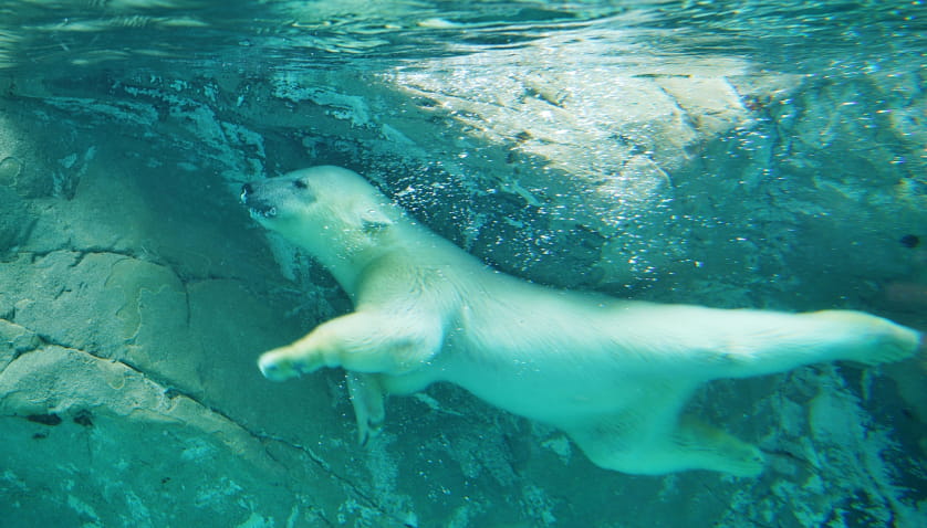 旭川市旭山動物園イメージ
