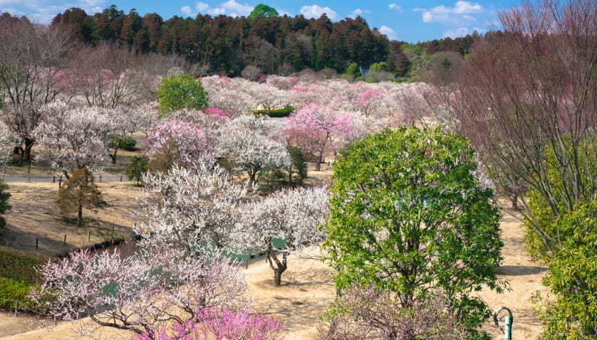 偕楽園イメージ