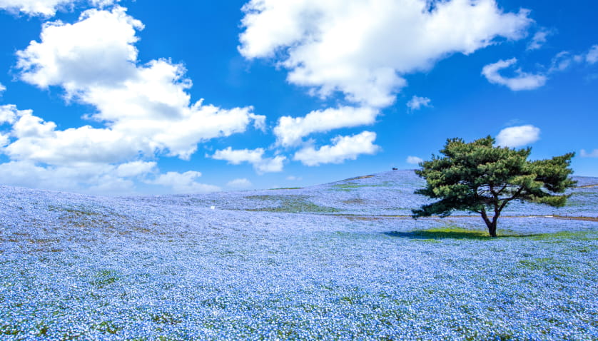 国営ひたち海浜公園イメージ