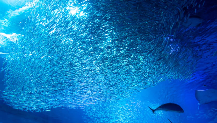 アクアワールド茨城県大洗水族館イメージ