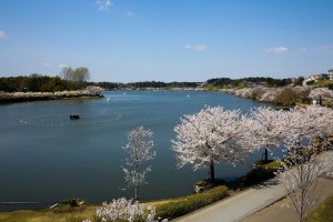 桜・千波湖①