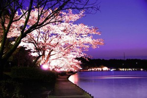 桜・千波湖②