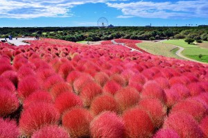 画像ひたち海浜公園