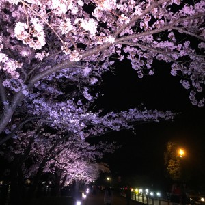 千波湖夜桜