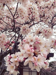 桜