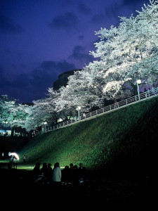 お堀の夜桜