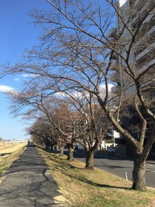 桜川