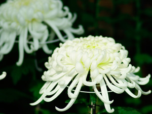 菊の花　フリー　白