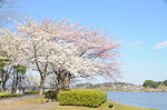 千波湖桜