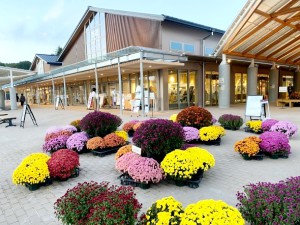 道の駅かさま1　菊