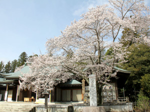 桜
