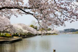 千波湖　桜