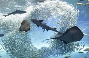 新江ノ島水族館