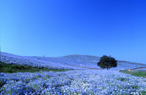 国営ひたち海浜公園