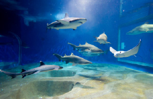 アクアワールド大洗＆大洗の街並み