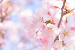 桜