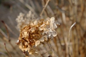 枯れた紫陽花