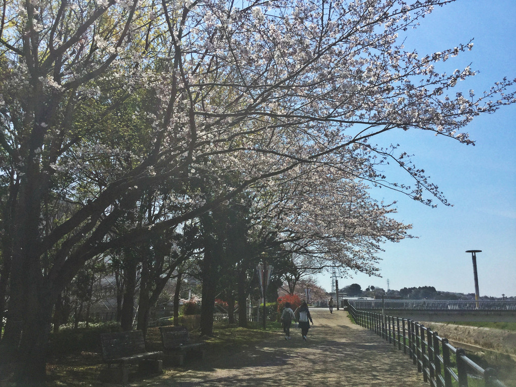 shinyoko sakura3